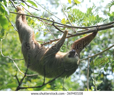 sloth, hothmans two toed male adult climbing in tree, cahuita, caribbean side, costa rica. exotic slow mammal in lush tropical jungle setting