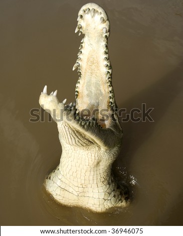 large american crocodile jumping out of river water mouth open showing off teeth, costa rica. Crocodylus acutus huge dangerous deadly reptile in tropical brown river jungle estuary