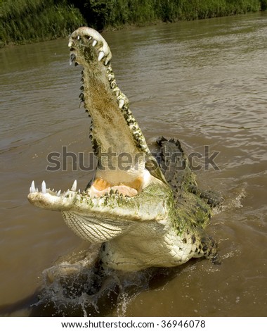 Male Crocodile