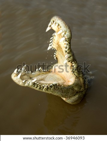 huge mouth agape on aggressive attacking american crocodile showing teeth in tarcoles river, costa rica, central america. exotic reptile amphibian in murky brown tropical river