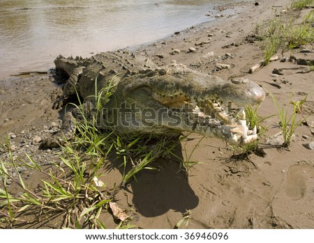 huge aggressive costa rican american crocodile with mouth open attacking showing teeth, tarcoles river, jaco, costa rica, latin america