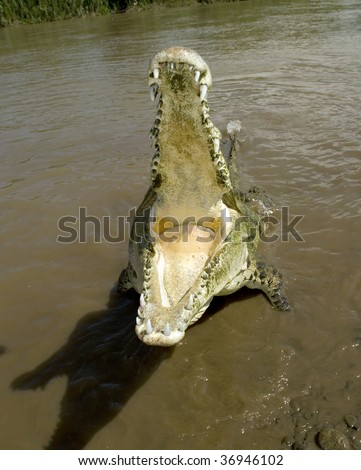 huge aggressive costa rican american crocodile attacking with mouth open, tarcoles river, costa rica