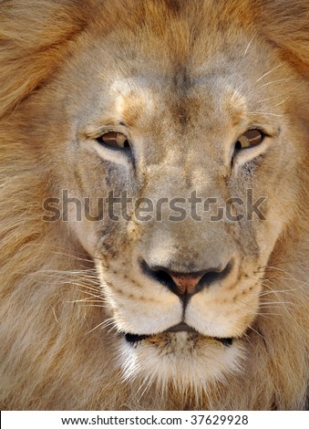 humorous creative picture of lion with eyes crossed