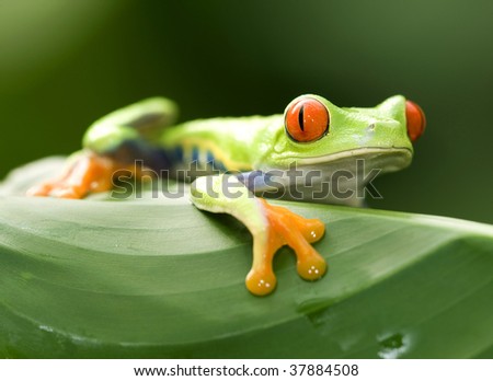 Free Clip Art Frogs. 2011 free printable tiger clip