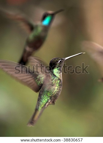 fiery throated and magnificent hummingbird flying, costa rica