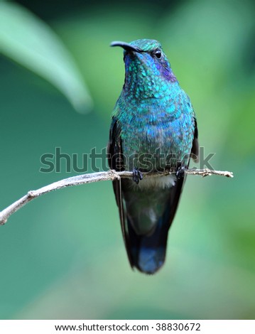 green violet ear hummingbird, savegre valley, san gerado de dota, costa rica. exotic bird in vibrant tropical jungle