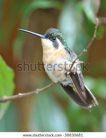 magnificent hummingbird female sitting on twig, costa rica