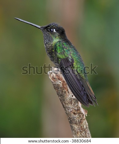magnificent hummingbird male sitting on tree, costa rica
