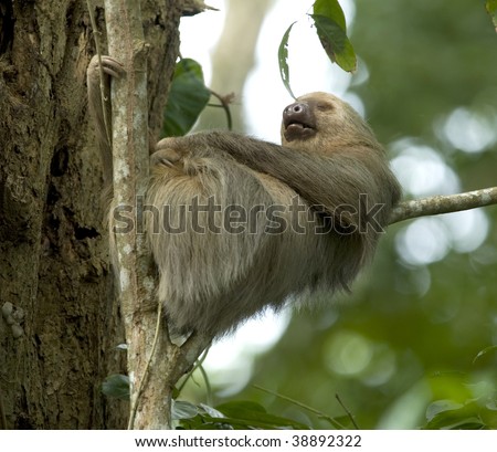 sleeping two toe sloth in tree, cahuita, costa rica, central america