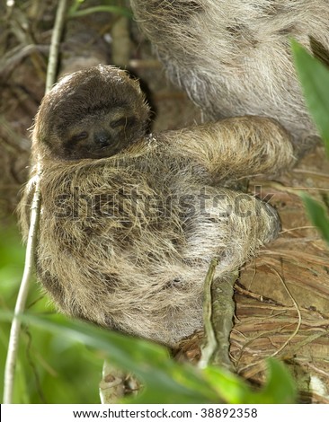 juvenile three toe sloth in tree, costa rica