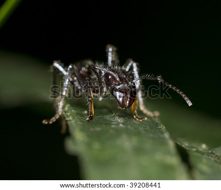 costa rican bullet ant. Paraponera clavata , black hairy venomous poisonous insect with incredible sting believed to be the number 1 most painful in the world, selva verde, costa rica
