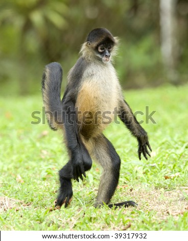 spider monkey adult walking on ground, guanacaste, costa rica, latin america. exotic primate walking like human in tropical jungle