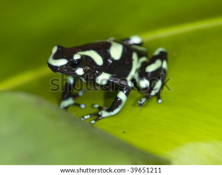 green and black or dendrobates auratus poison dart frog on green leaf, costa rica