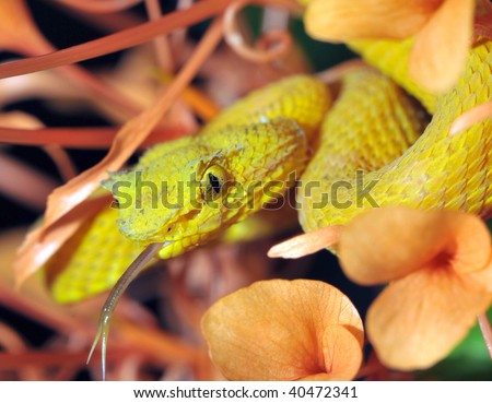 stock photo : close up of yellow eyelash pit viper in p