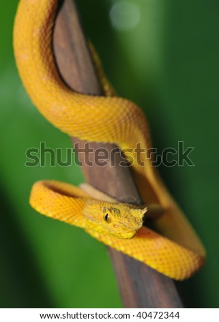 stock photo : venomous yellow eyelash pit viper in tree