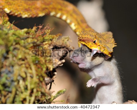 stock photo close up of yellow eye lash pit viper striking mouse