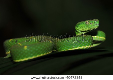 Green Eyelash Viper