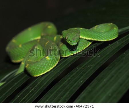 stock photo : venomous green eyelash pit viper on leaf,