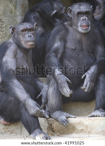 west african chimpanzee