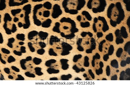 close up of jaguar or pantera onca showing flower pattern markings ,costa rica, central america. exotic big pussy cat hair fur hide similar leopard in tropical country near panama