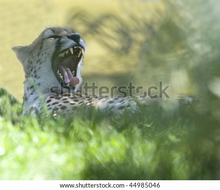 wild cheetah under a shade tree yawning showing many sharp teeth and long tongue