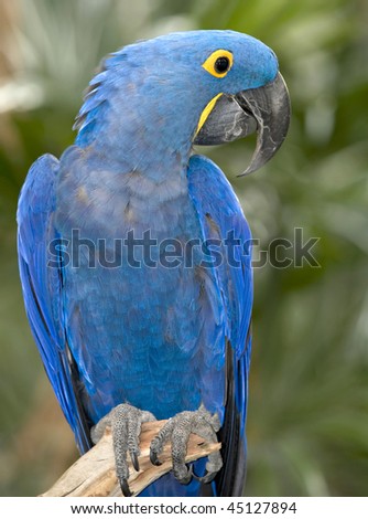 giant hyacinth macaw side profile found in brazilian pantanal, south america. three quarter length photograph of exotic blue parrot bird in tropical jungle rainforest