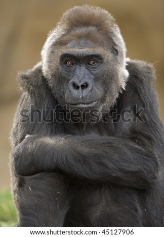 three quarter length picture of male juvenile western lowlands gorilla, africa