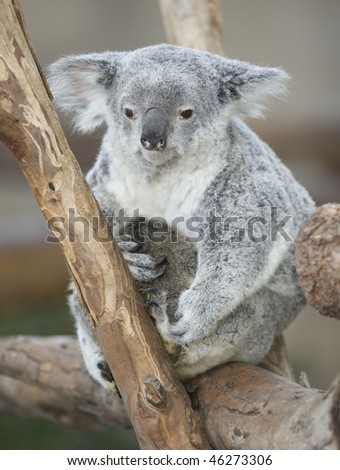adult female Australian koala bear mother with male joey clutching her underbelly, Australia