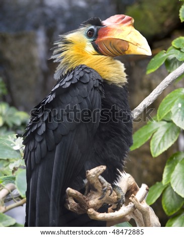 wrinkled hornbill, male adult, close up showing magnificent beak, black parrot toucan bird, malaysia