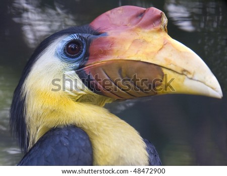 wrinkled hornbill, male adult, close up showing magnificent beak, black parrot toucan bird, malaysia