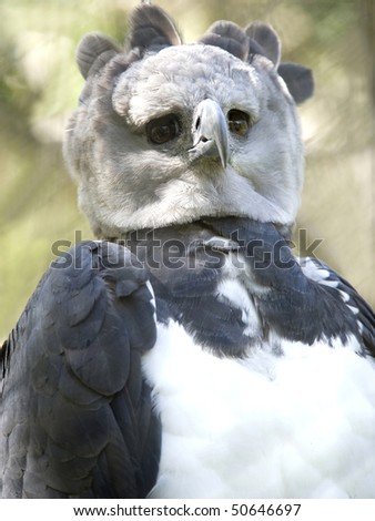 close up endangered rare male adult harpy eagle, panama, central america. exotic bird eagle parrot in lush tropical jungle country