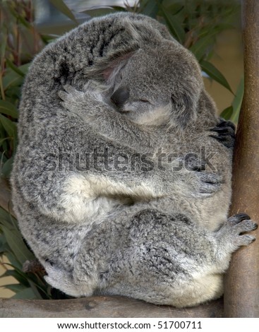 female adult koala bear with baby, australia