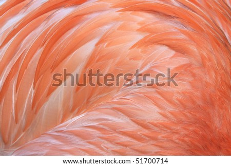 flamingo, close up full frame macro of caribbean or america flamingo wings showing pink feathers, found from mexico to south america. exotic long necked pink bird similar stork