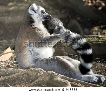 ring tailed lemur sitting on ground holding tail , madagascar, africa, black white monkey