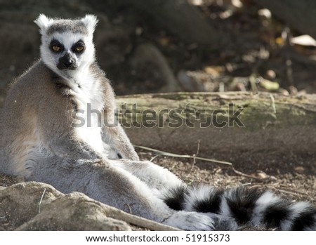 ring tailed lemur sitting on ground, madagascar, africa, black white monkey