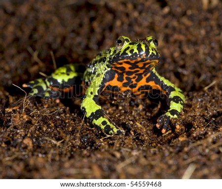 oriental fire bellied toad male in defensive pose showing belly, china, green frog