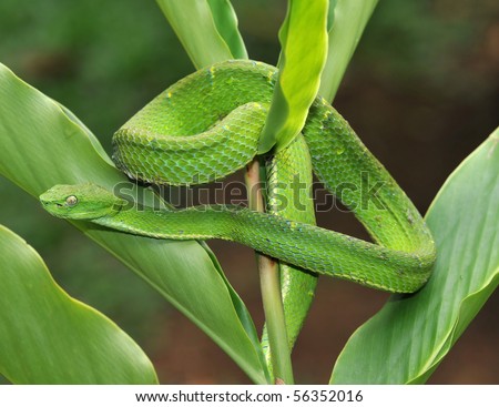 snake with big eyed pit viper dangerous green poisonous