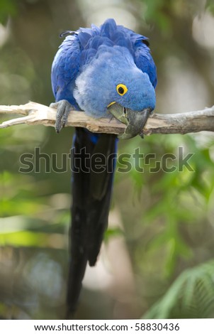 stock photo : Hyacinth macaw Hyacinth Macaw Parrot. stock photo : Hyacinth macaw