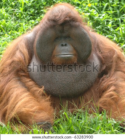 Asian Orangutan