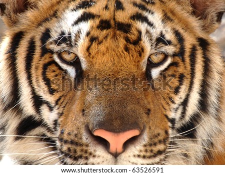 tiger with eyes looking at camera, kanchanburi, thailand, asia. exotic big cat in tropical country. same as indo china, sumatran or amur tiger.full frame close up of magnificent male bengal tiger