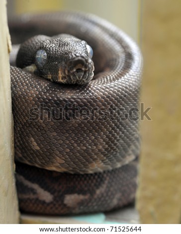 Columbian Python