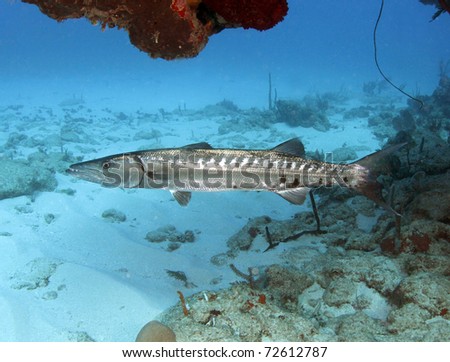 large barracuda sheltering under coral shelf showing teeth, utila, honduras, huge dangerous silver grey exotic underwater fish in blue ocean reef setting