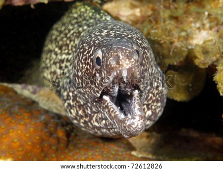 spotted moray mouth open showing teeth, roatan, honduras. underwater ocean sea snake eel coral reef