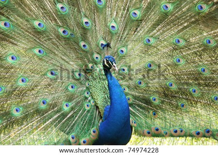 indian peacock or peafowl, with feathers extended san jose, costa rica, central america. full frame close up of exotic bird with colorful feathers in tropical setting