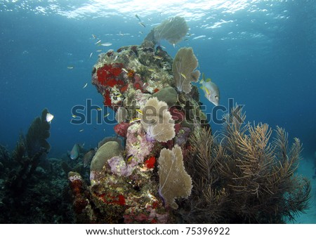 colorful underwater coral scene with fish, roatan, honduras. vibrant reef deep blue ocean