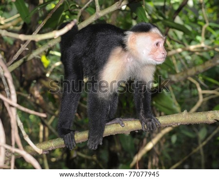 attractive white faced capuchin monkey on tree branch at cahuita national park, costa rica