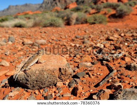 Desert Horned Lizard camouflaged on rock in desert, Valley of Fire National Park, Nevada, United States