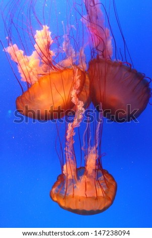 wonderful red sea jellies in Hong Kong Ocean Park