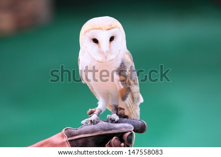 beautiful white owl in Hong Kong Ocean Park