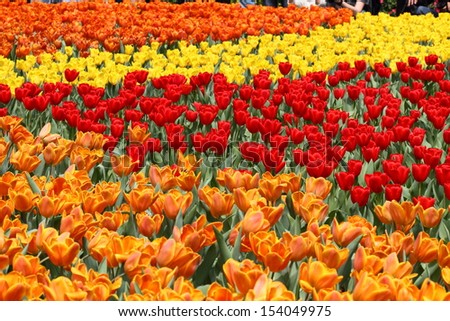 mix of red, orange and yellow tulip field in spring